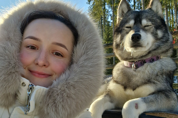 Зображення хаскі